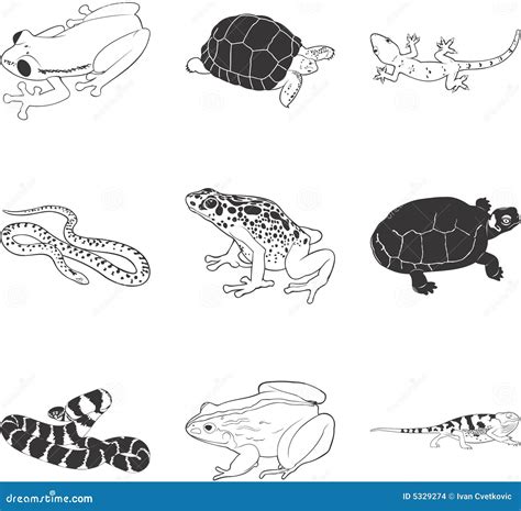 Amphibians and reptiles stock vector. Illustration of white - 5329274