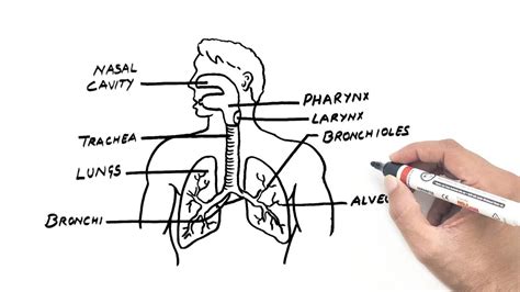 Draw A Diagram Of Respiratory System Respiratory Respiration