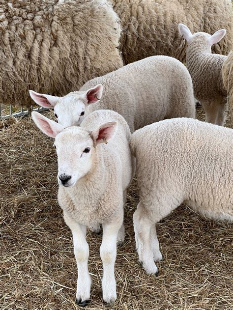 Nh Sheep And Wool Festival 2024 Live Meara Sibylla