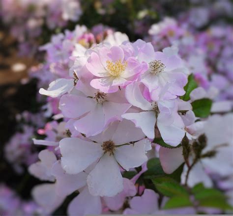 Verny Park Rose Color De Rosa - Foto gratis en Pixabay - Pixabay