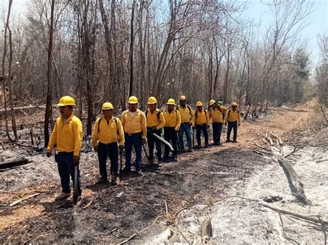 Reportan Incendios Forestales Activos En Bacalar Y Tulum