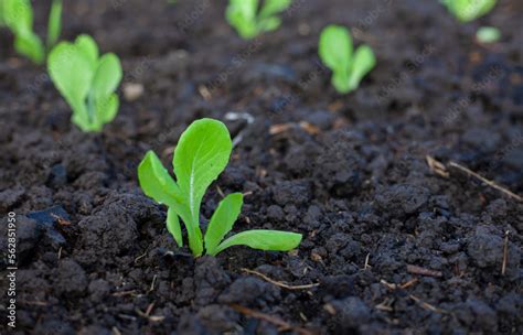 Bok Choy Vegetable Grow Using Hydroponic Method In The Garden Baby Pak