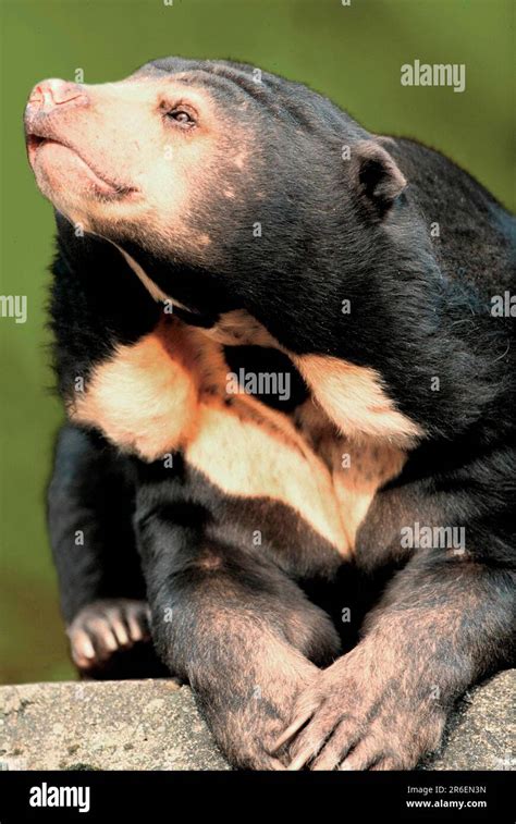 Malayan Sun Bear Helarctos Malayanus Sun Bear Stock Photo Alamy