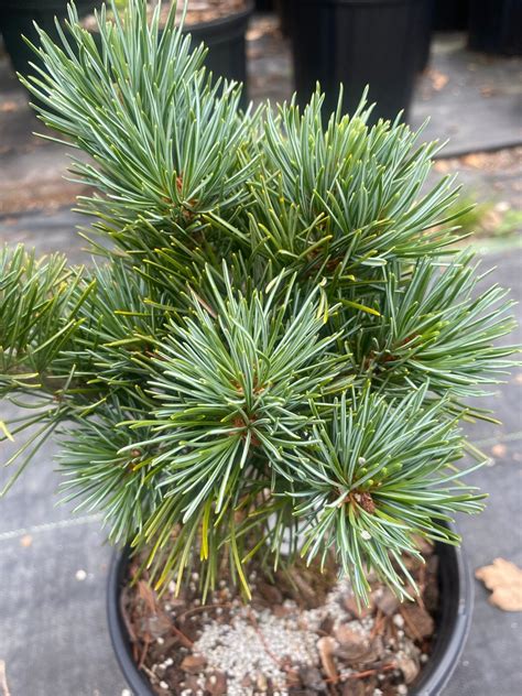 Pinus Parviflora Aoi Dwarf Japanese White Pine Maple Ridge Nursery