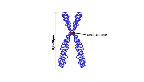 Centromere