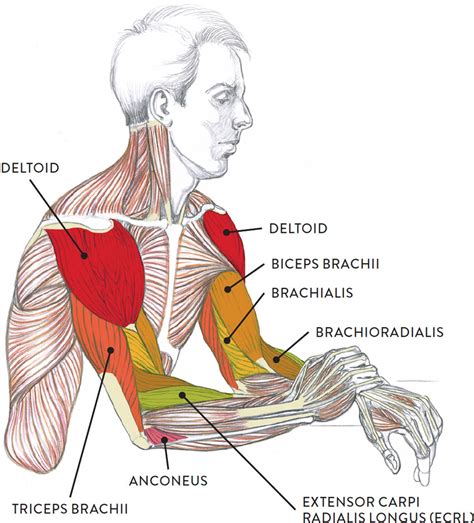 Arm Muscles Anatomy Labeled Images, Photos | Mungfali