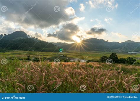 The Rice Field and the Sunset Stock Image - Image of crop, blue: 87136659