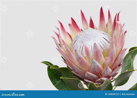 Protea Flower. King Protea (Protea Cynaroides) Royalty-Free Stock Photo ...