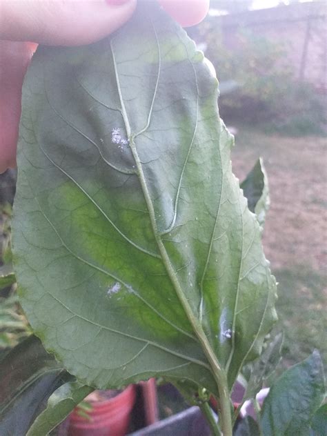 Plagas Y Enfermedades Del Pimiento Gu A Completa Con Fotos