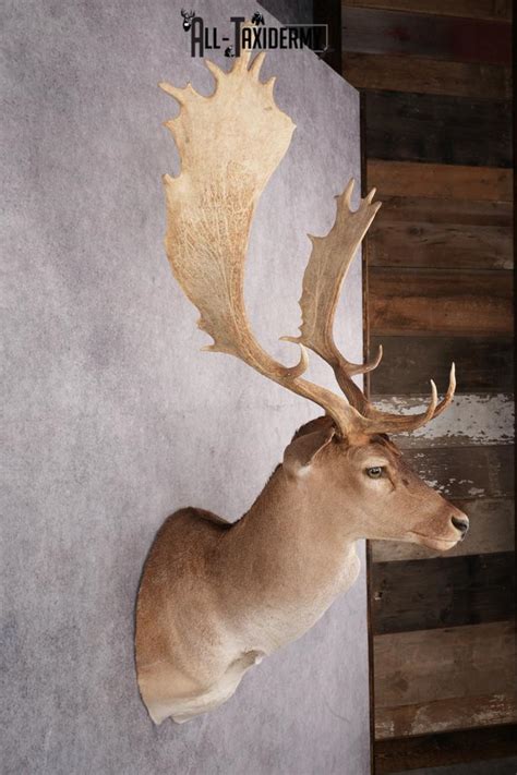 Fallow Deer Taxidermy Shoulder Mount Sku 2683 All Taxidermy