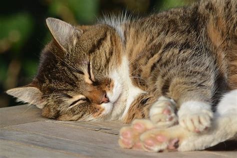 Why Do Cats Like To Sleep With Their Owners The Facts