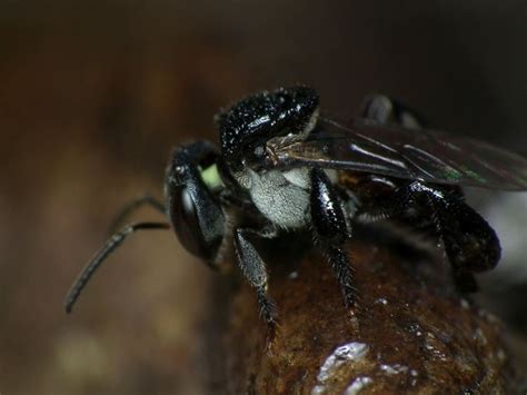 Tetragonula Carbonaria Alchetron The Free Social Encyclopedia