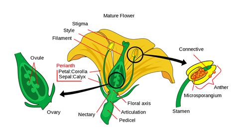 Labelled Diagram Of Typical Flower Explain The Structure Of