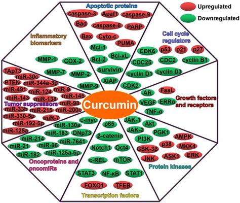 Potential Mechanisms Of Action Of Curcumin For Cancer Prevention Focus