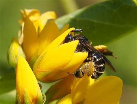 Macropis Europaea F Iyptala S Garden Flickr