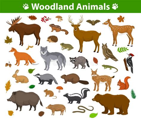 Forest Animals: List Of Animals That Live In The Forest, 57% OFF