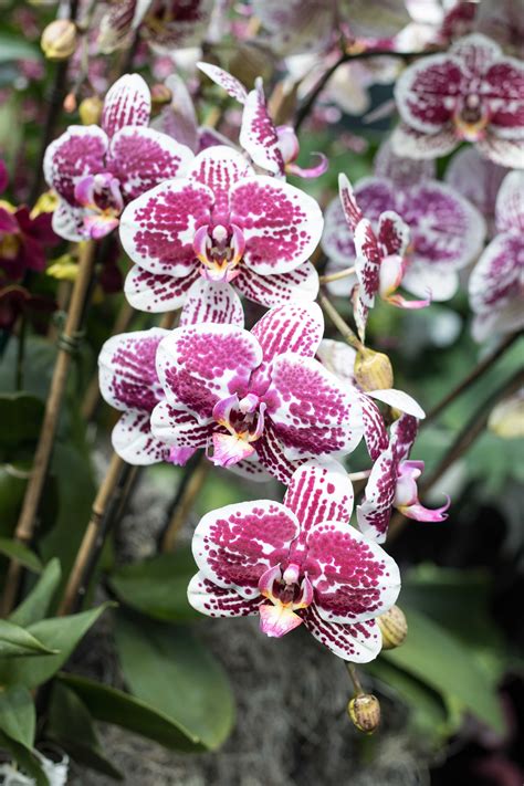 Asia in Bloom: The Orchid Show at the Chicago Botanic Garden • Rose ...