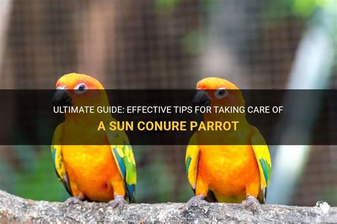 Ultimate Guide: Effective Tips For Taking Care Of A Sun Conure Parrot ...