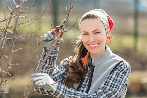 Heimwerker Berater Apfelbaum Schneiden Tipps Tricks