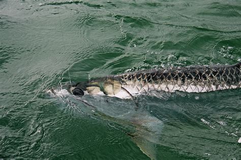 Tarpon Fishing In Islamorada And Marathon Florida Keys With Capt Paul