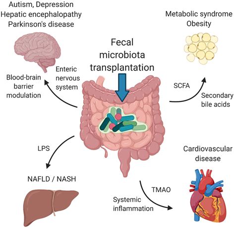 Suggested Mechanisms Of FMT Signaling Via Enteric Nervous System And