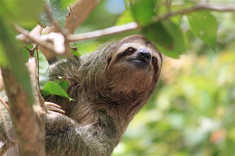 7 Sloth Facts You Probably Didnt Know
