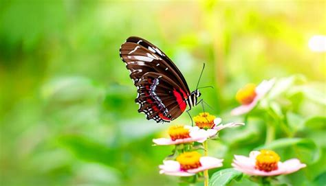 Encuentro Elegante Con Una Mariposa Monarca Descansando Sobre Una