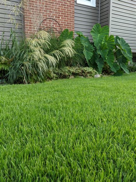 Durablend Tall Fescue Sod for Sale – Lush, Drought-Tolerant Cool-Season ...