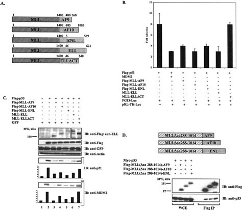 Mll Fusions Bind To P53 Through Their Partner Proteins And Inhibit P53