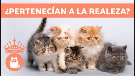 Gu A Completa Del Gato Persa Caracter Sticas Cuidados Y Curiosidades