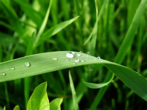 Wallpaper Water Green Dew Leaf Drop Drops Crop Macro