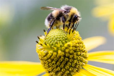 Identifying Bumblebees Bbc Gardeners World Magazine