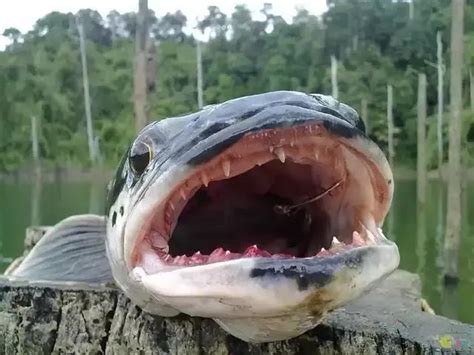 一男子釣到巨型怪魚卻險失手指，釣上來後，嚇了一跳 每日頭條