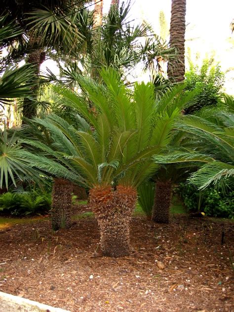 نخل السايكس او اسمه العلمي Cycas Revoluta مشتلي