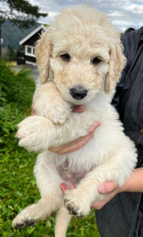 Leveringsklare Goldendoodle Doodle Valper FINN Torget