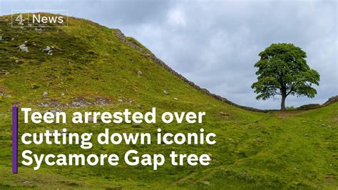 Uks Iconic Sycamore Gap Tree Cut Down By Vandals The Global Herald