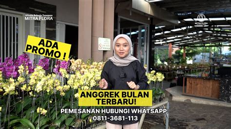 ADA PROMO ANGGREK BULAN STOCK TERBARU READY STOCK MITRA FLORA