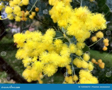 Beautiful Yellow Mimosa Flowers Is Blooming On The Tree Stock Photo