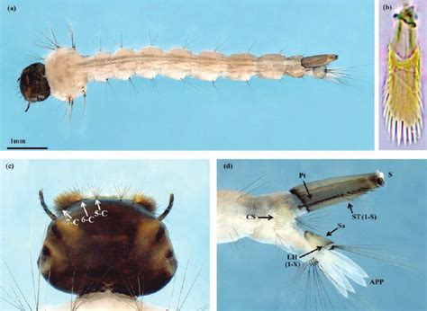 Aedes Japonicus A Dorsal View Of Entire Th Instar B Close Up Of