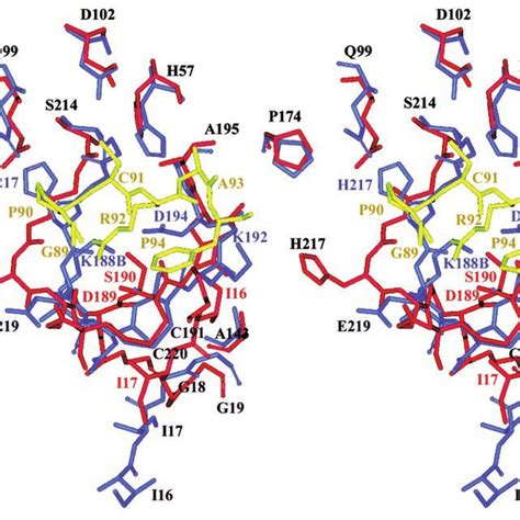 Pdf The A Crystal Structure Of Human Pro Granzyme K Reveals A