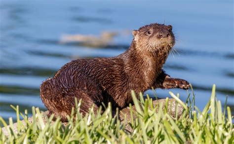 Día Mundial de la Nutria 7 datos curiosos que quizá no conocías de