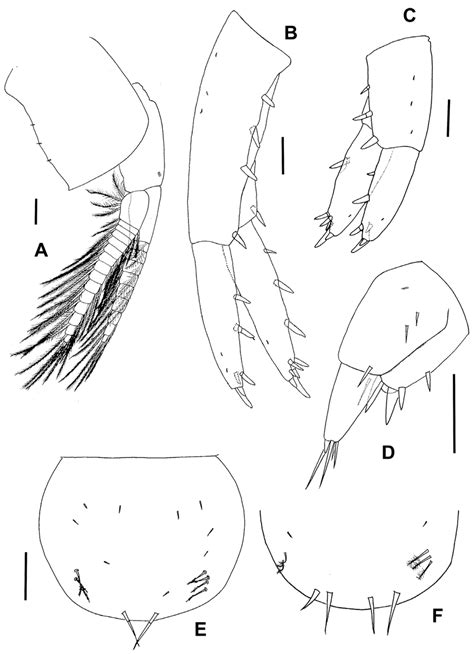 Hyalella Puna Sp N Male Holotype A Pleopod 3 B Uropod 1 C Uropod 2 Download Scientific