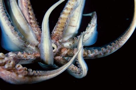 Magical Morphing Jumbo Squid Are Taking Over The Eastern Pacific New