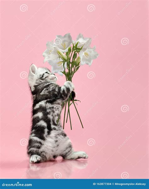 Kitten With Flowers Give Bouquet Of Flowers Stock Photo Image Of Hold