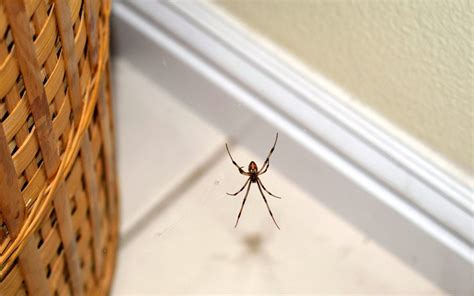 2022 Spider Exterminator Cost Spider Pest Control Cost