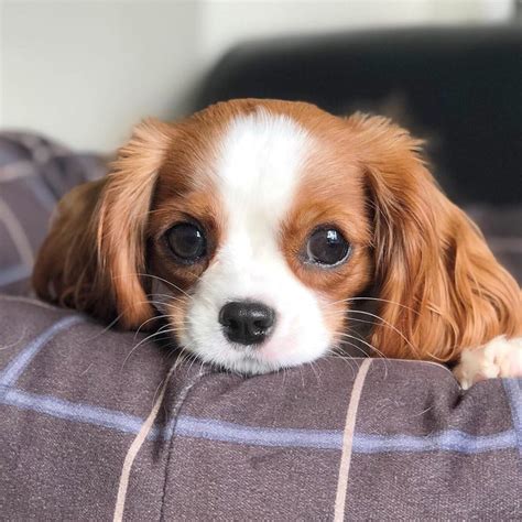 Perros Bebés Bonitos Y Tiernos ¡fotos Sorprendentes Historia