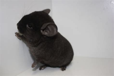 Black Baby Chinchillas