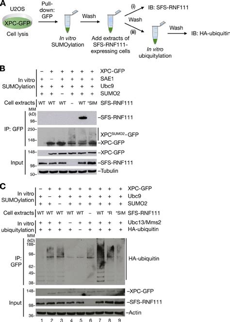 Rnf Ubiquitylates Xpc In A Sumoylation Dependent Manner A Outline