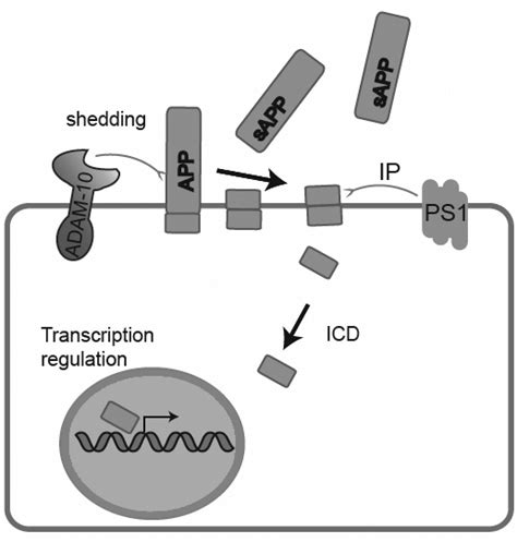 Regulated Intramembrane Proteolysis Rip Adams Initiate Rip And The