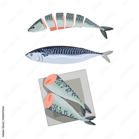 Mackerel Fish Vector Isolated On White Background Fresh Fish Vector